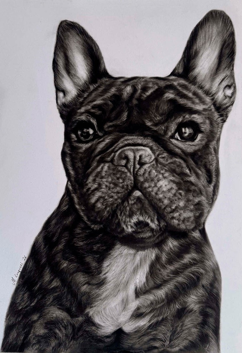 Carboncillo de un bulldog francés de frente, con las orejas erguidas y una mancha clara en el pecho.