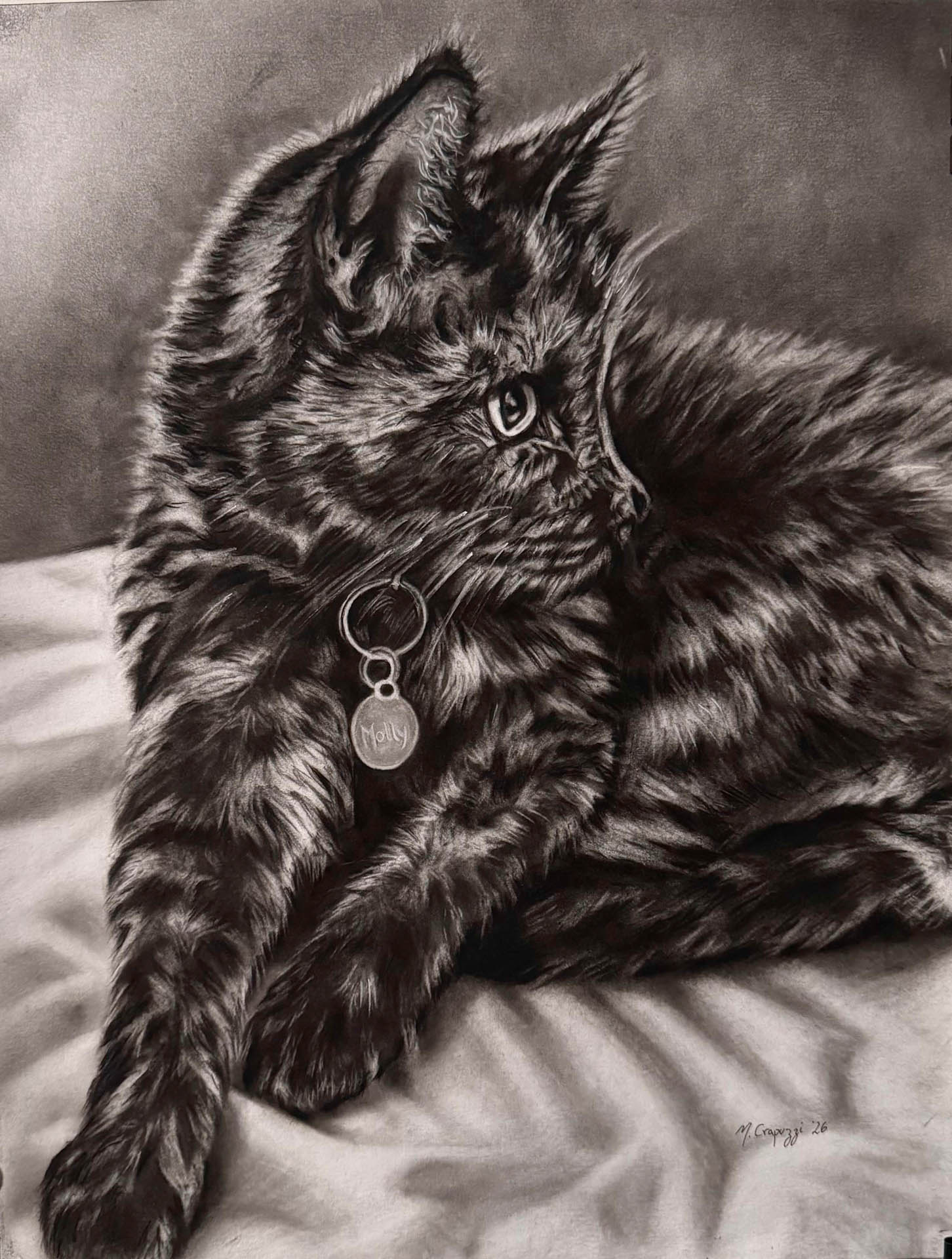 Carboncillo de una gata atigrada recostada sobre una tela, con una chapa colgando del collar y la mirada vuelta hacia un lado.