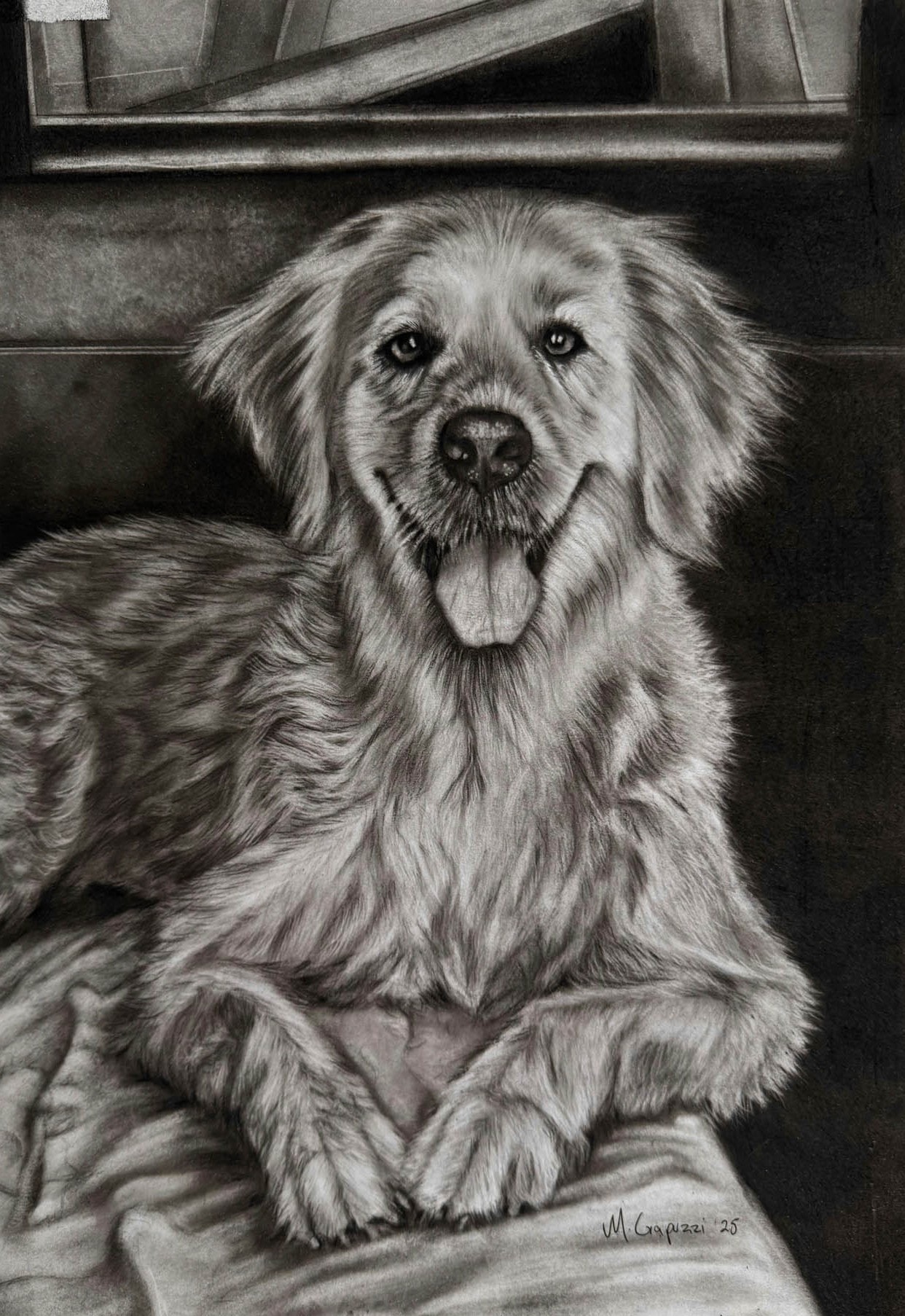 Carboncillo de una perra golden retriever echada sobre una manta, con la boca abierta y la mirada hacia el frente.